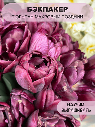 Тюльпан махровый поздний Бэкпакер 10 шт