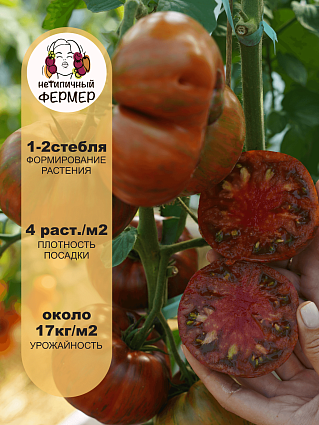 Томат Полосатый шоколад (10шт) НФ