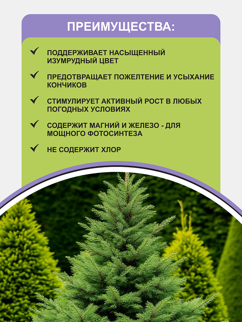 хвойные 1