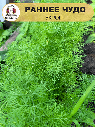 Укроп Раннее Чудо (3г) НФ