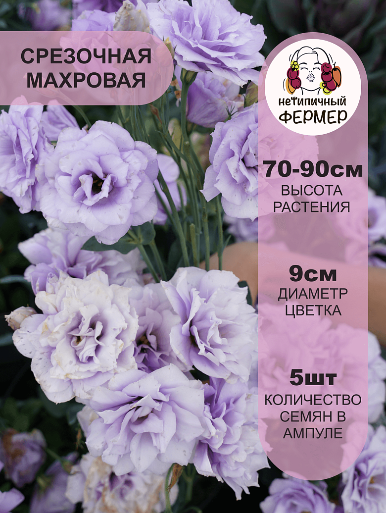 марсо3.png