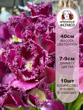 Тюльпан бахромчатый Горилла 10 шт.