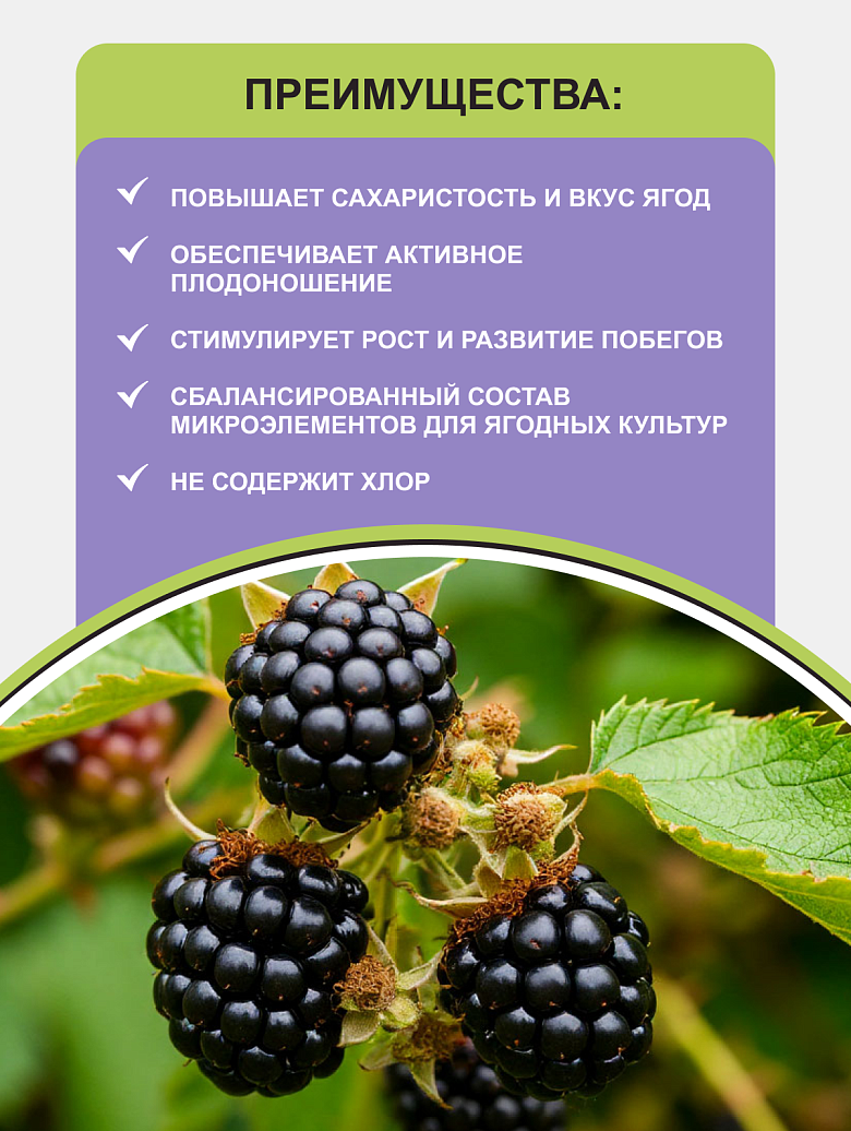 ежевика 1