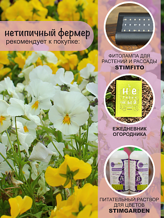 Виола F1 ампельная Кул Вэйв Вайт (5шт) НФ