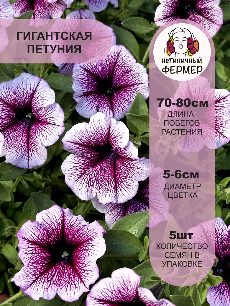опера парпл вейн2