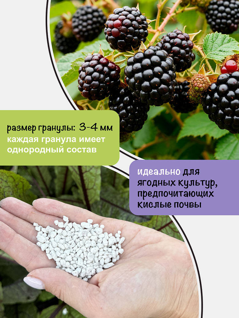 ежевика 4