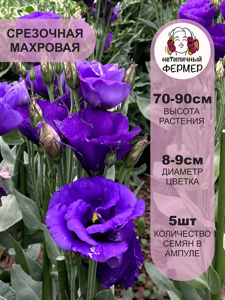 найтли3.png