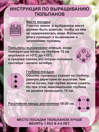 Тюльпан махровый поздний Бэкпакер 10 шт