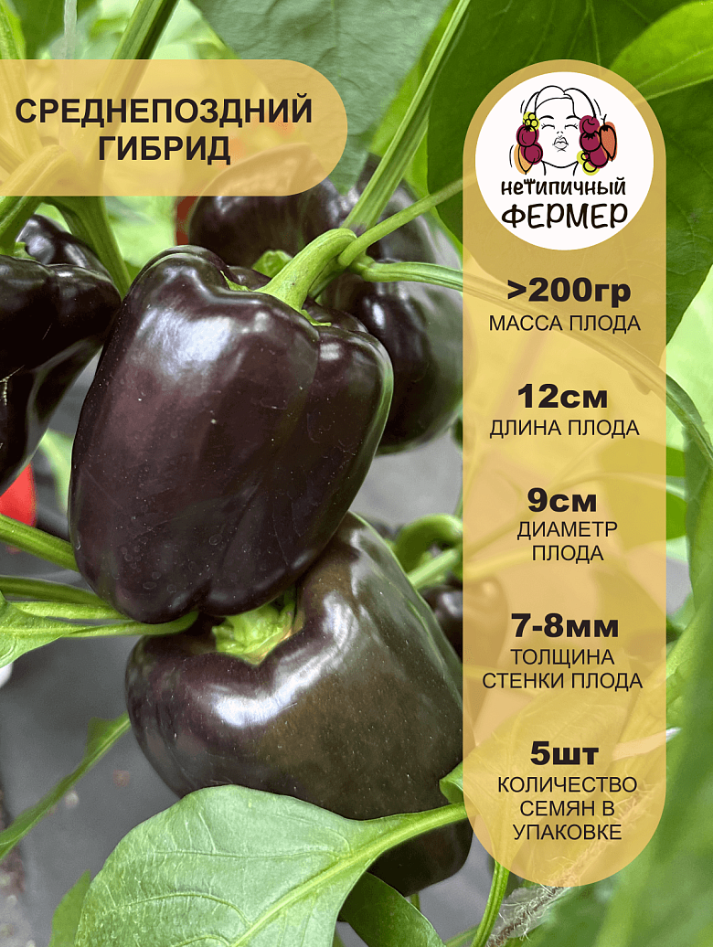 Маврас2.png
