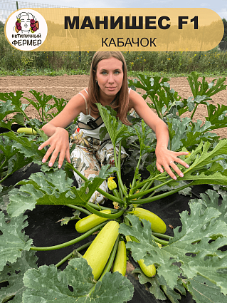 Кабачок Манишес F1 (5шт) НФ