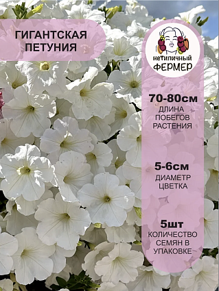 Набор петуний 7 шт. Опера: Вайт, Ред, Распбери Айс, Пинк Морн, Парпл, Лемон, Парпл Вейн