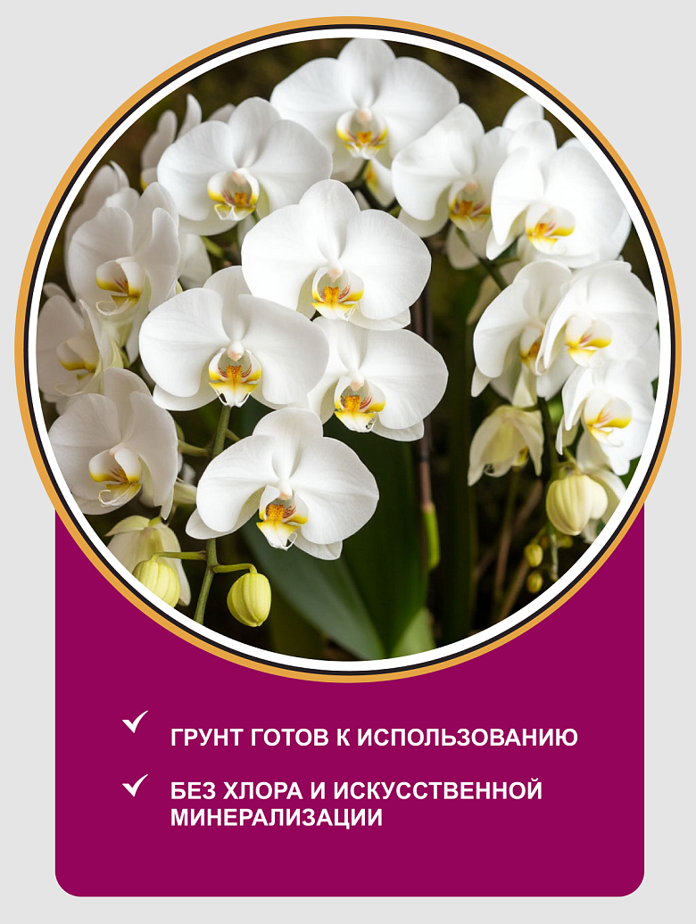 орхидеи2