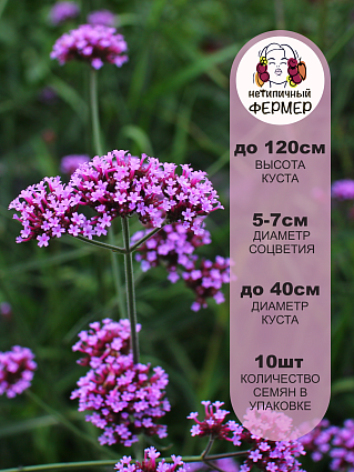 Вербена бонарская Финесс (10шт) НФ