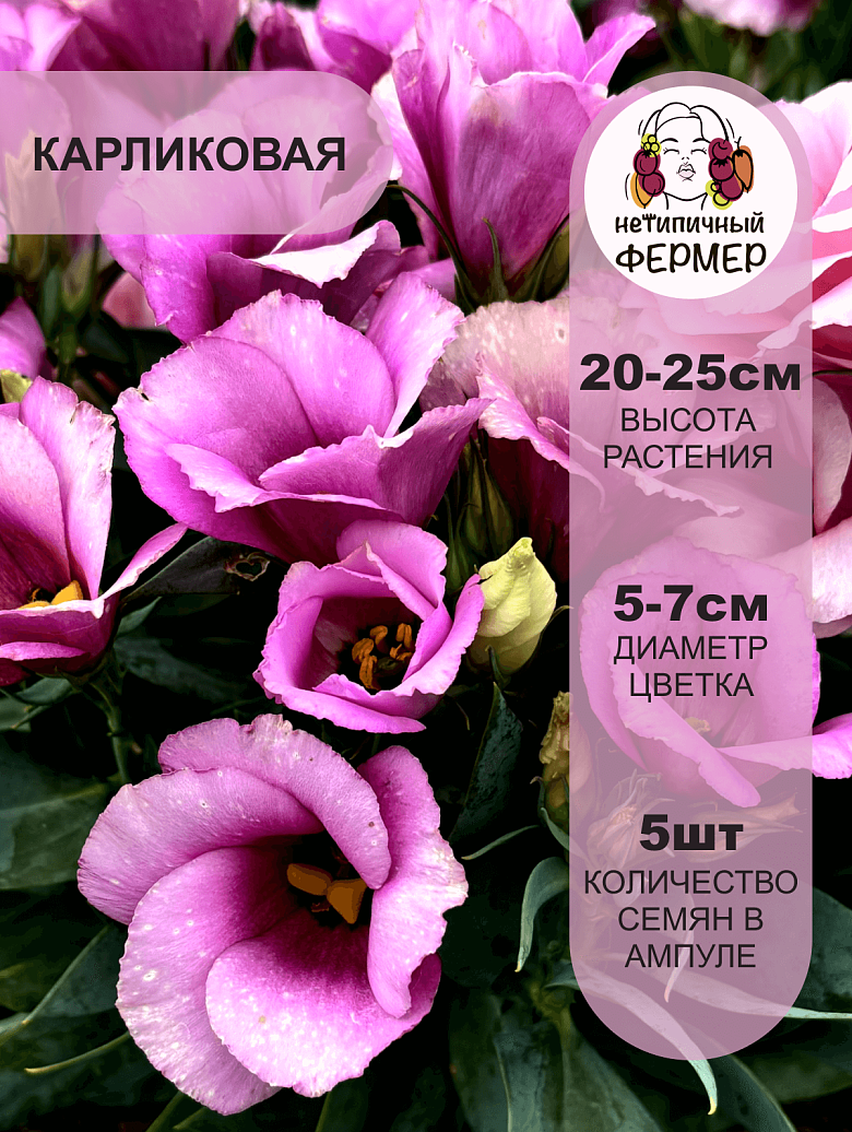 шарли3.png