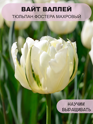 Тюльпан Фостера Вайт Валлей 5 шт.