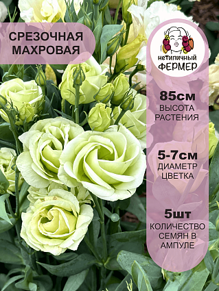 Эустома Принцесса Оливия (5 шт) НФ