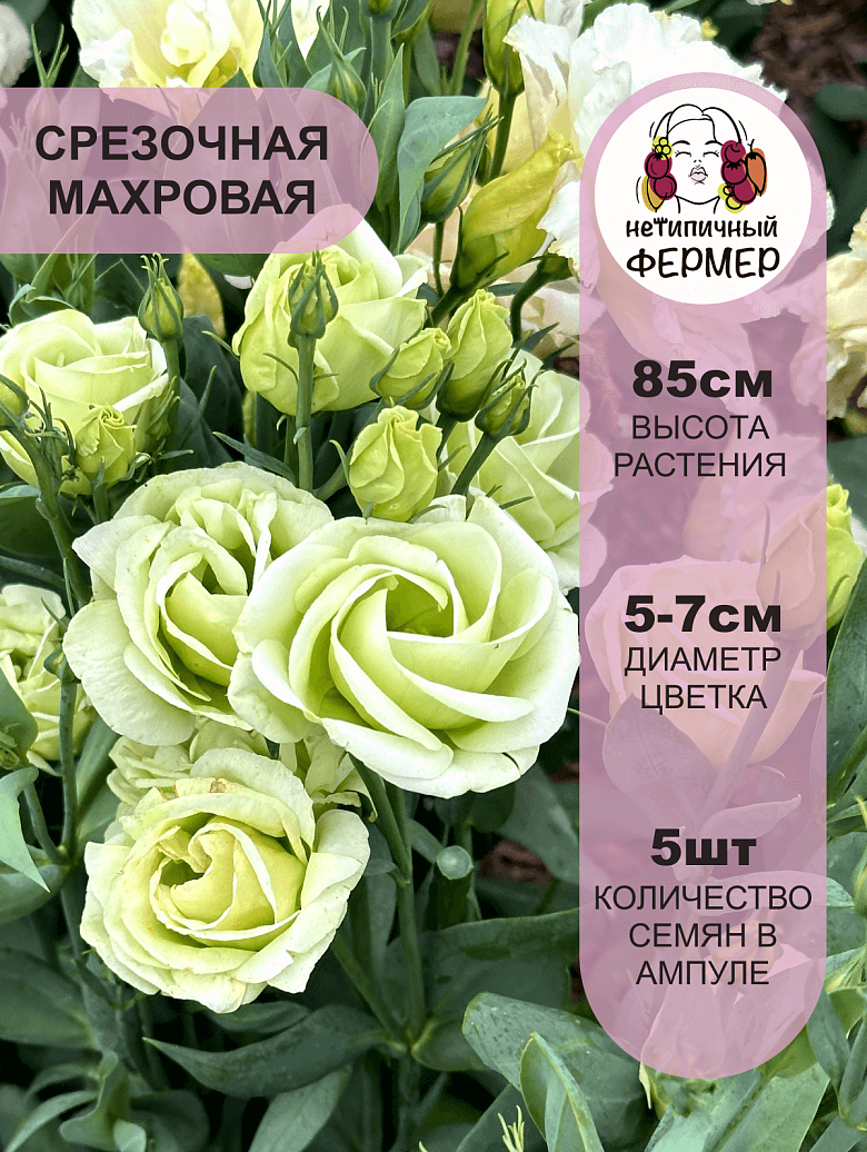 оливия3.png