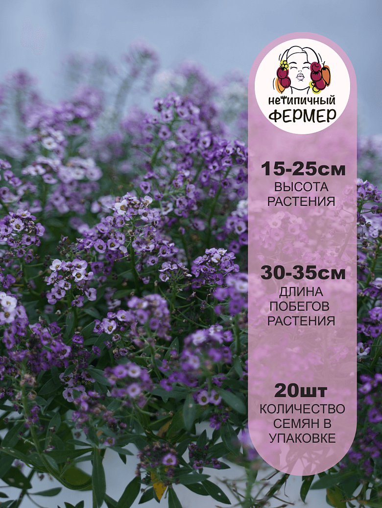 Клеа Кристал Лавандер Шейдес2.png