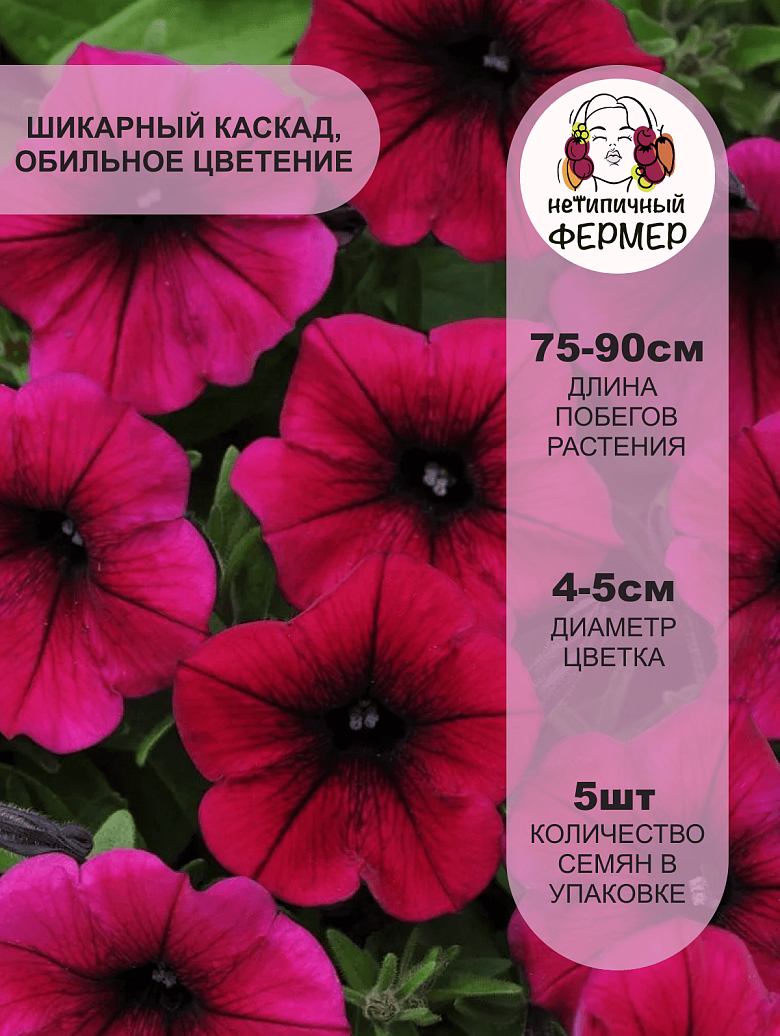 Шок Вейв Дип Парпл2.png