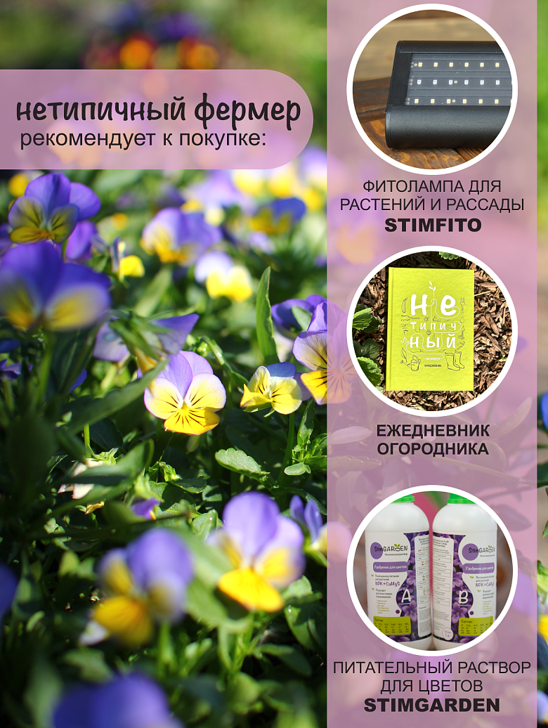 юнона5 сайт