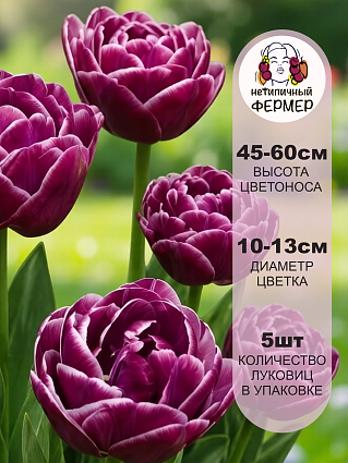Тюльпан Дрим Тач 5 шт.
