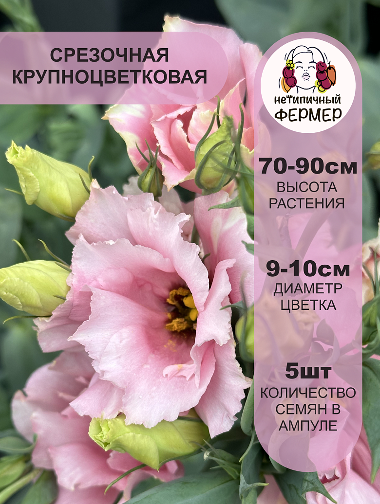 ФРАУ БЕРТА2
