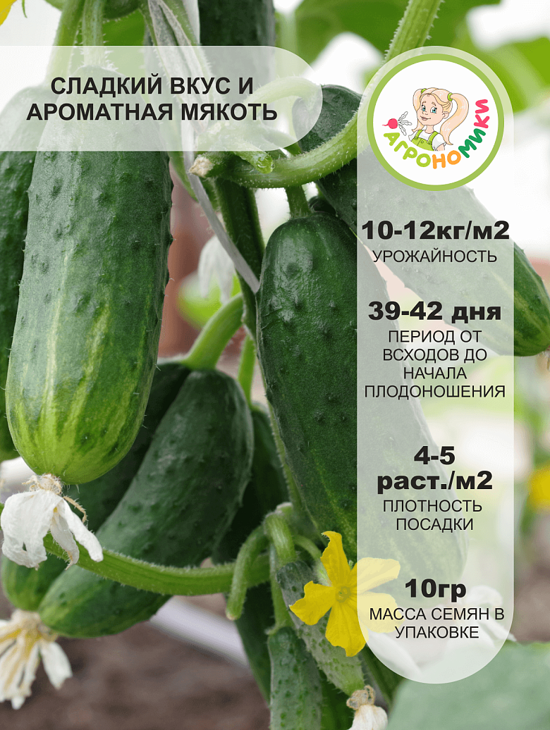 крош2.png