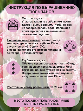 Тюльпан бахромчатый Неглиже 5 шт