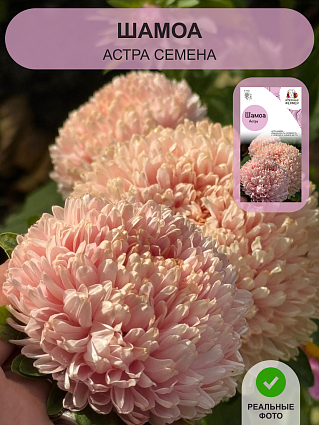 Астра Шамоа (0,1г) НФ