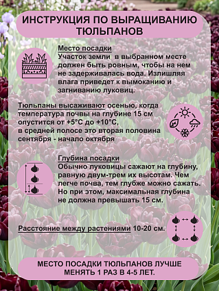 Тюльпан Пальмира 10 шт.