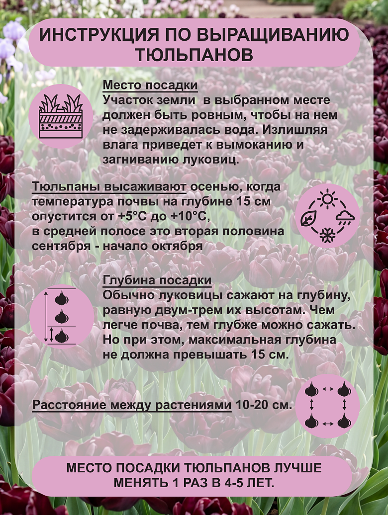 Пальмира3