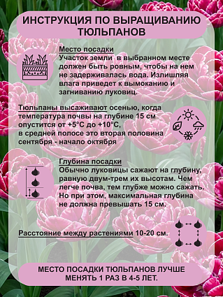 Тюльпан Дрим Тач 5 шт.