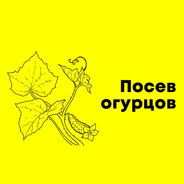 Посев огурцов